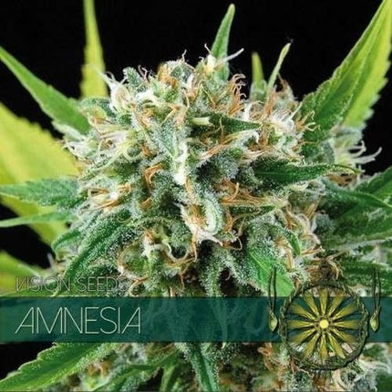 Vision Seeds Amnesia (Vision Seeds)