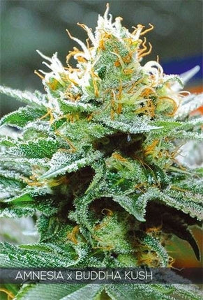 Vision Seeds Amnesia x Buddha Kush (Vision Seeds)