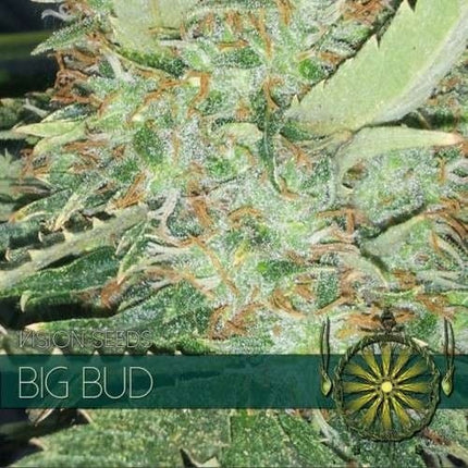 Vision Seeds Big Bud (Vision Seeds)