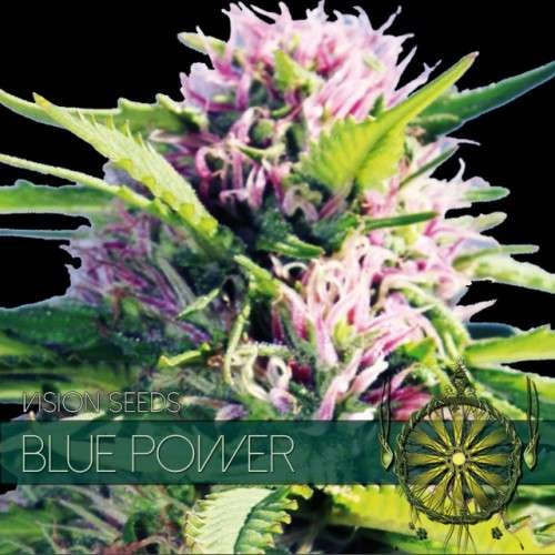 Vision Seeds Blue Power