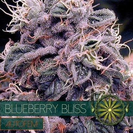 Vision Seeds Blueberry Bliss – AutoFem (Vision Seeds)
