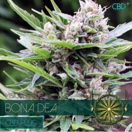 Vision Seeds BONA DEA (CBD+)
