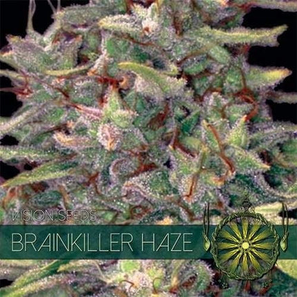 Vision Seeds Brainkiller Haze (Vision Seeds)