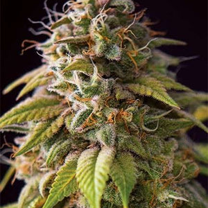 Vision Seeds Caramel Monster