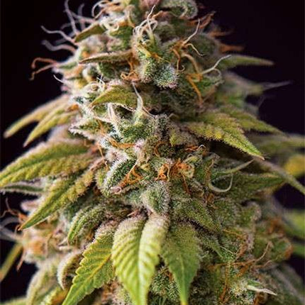 Vision Seeds Caramel Monster