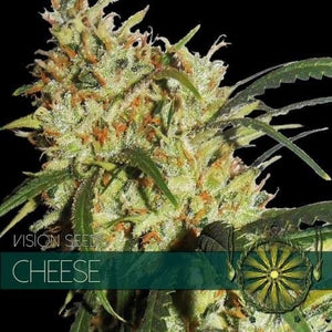 Vision Seeds Cheese