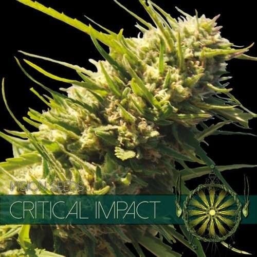 Vision Seeds Critical Impact