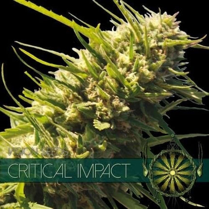 Vision Seeds Critical Impact (Vision Seeds)