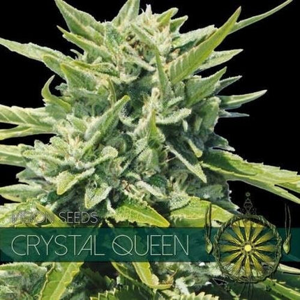 Vision Seeds Crystal Queen