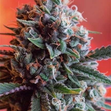 Vision Seeds Dark Star x AK-49