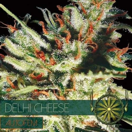Vision Seeds Delhi Cheese – AutoFem (Vision Seeds)
