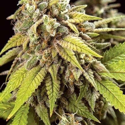 Vision Seeds Doctor Jamaica Auto (Vision Seeds)
