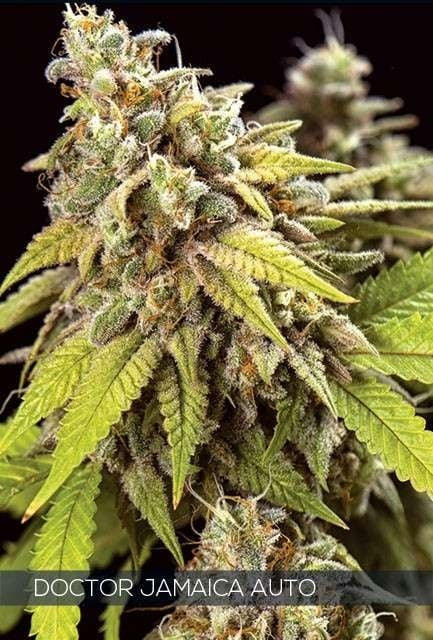 Vision Seeds Doctor Jamaica Auto