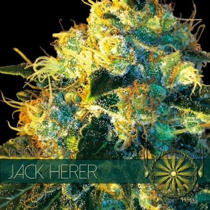 Vision Seeds Jack Herer