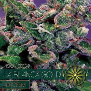 Vision Seeds La Blanca Gold AutoFem