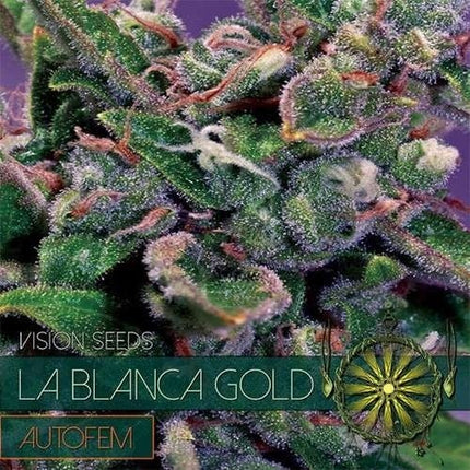 Vision Seeds La Blanca Gold AutoFem