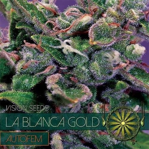 Vision Seeds La Blanca Gold AutoFem