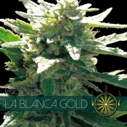 Vision Seeds La Blanca Gold