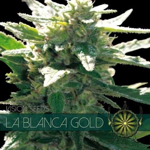 Vision Seeds La Blanca Gold