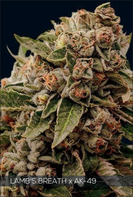 Vision Seeds Lamb's Breath x AK-49