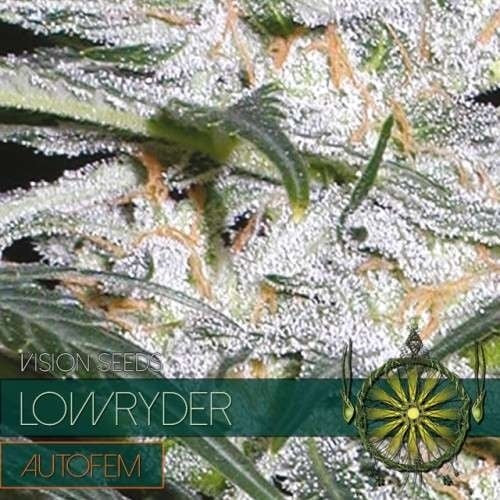 Vision Seeds Lowryder – AutoFem
