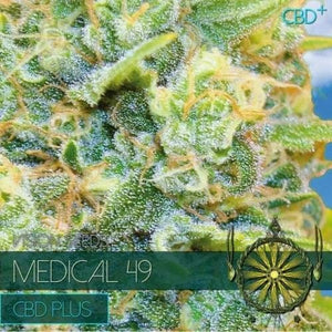 Vision Seeds Medical 49 – CBD+