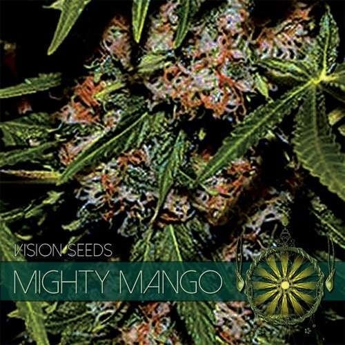 Vision Seeds Mighty Mango Bud
