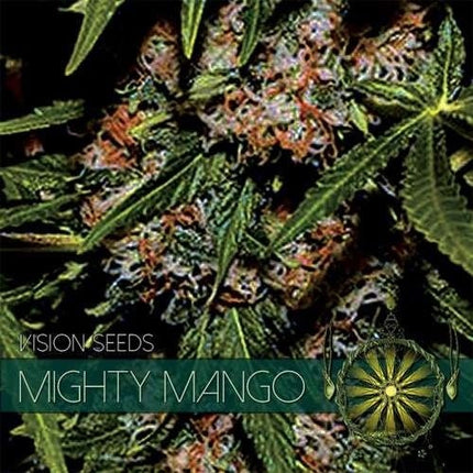 Vision Seeds Mighty Mango Bud