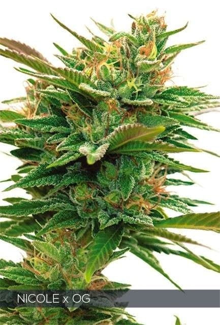 Vision Seeds Nicole x OG