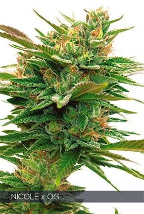 Vision Seeds Nicole x OG (Vision Seeds)