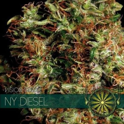 Vision Seeds NY Diesel