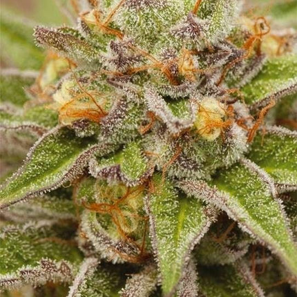 Vision Seeds Pure Gelato (Vision Seeds)