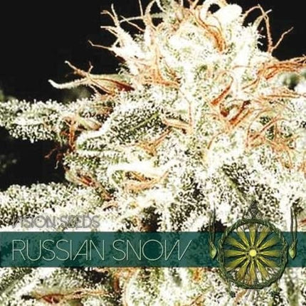 Vision Seeds Russian Snow (Vision Seeds)