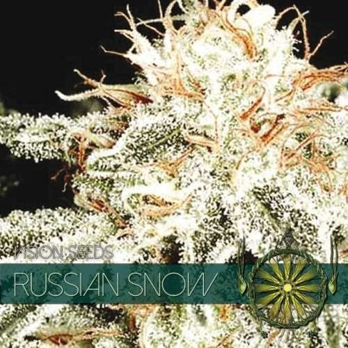 Vision Seeds Russischer Schnee
