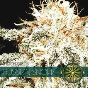 Vision Seeds Russian Snow