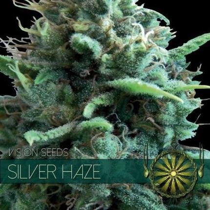 Vision Seeds Silver Haze