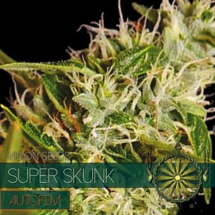Vision Seeds Super Skunk – AutoFem (Vision Seeds)