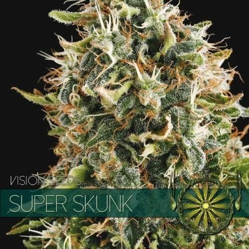 Vision Seeds Super Skunk