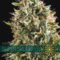 Vision Seeds Super Skunk