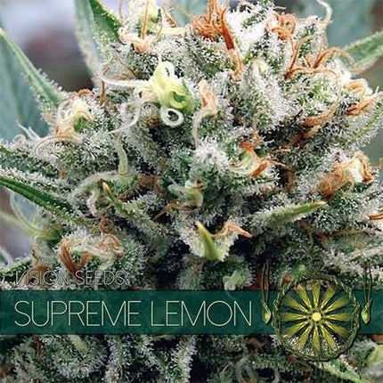 Vision Seeds Supreme Lemon (Vision Seeds)