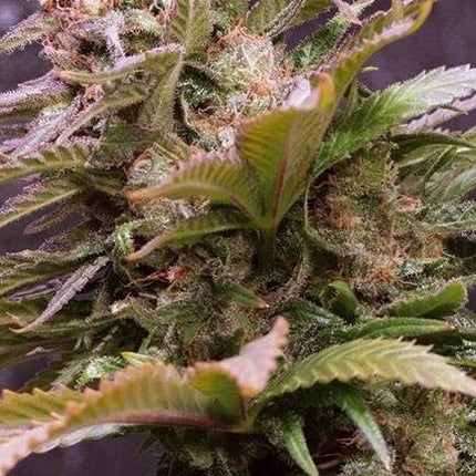 Vision Seeds Vision Caramello Auto (Vision Seeds)