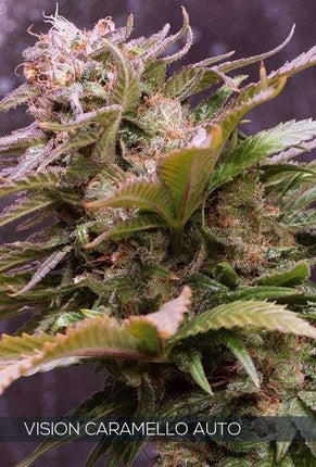 Vision Seeds Vision Caramello Auto (Vision Seeds)