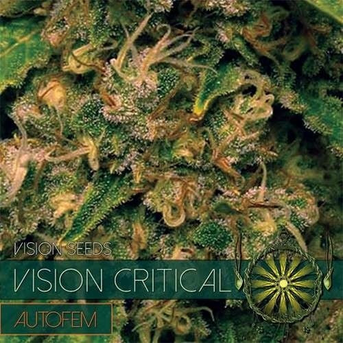 Vision Seeds Vision Critical – AutoFem