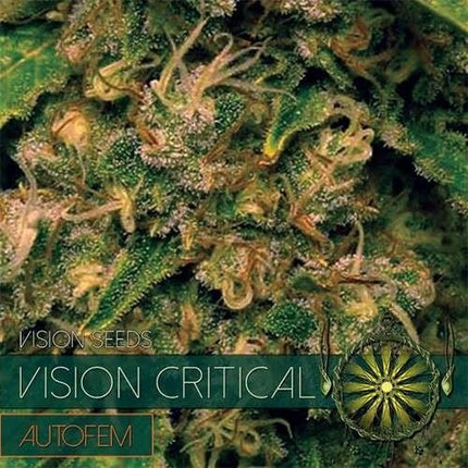 Vision Seeds Vision Critical – AutoFem