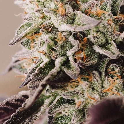 Vision Seeds Vision Gelato Auto