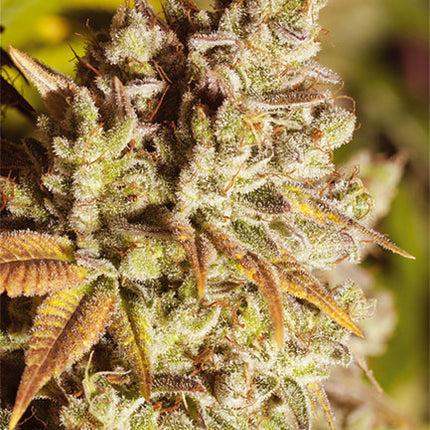 Vision Seeds Vision Gorilla (Vision Seeds)