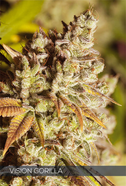 Vision Seeds Vision Gorilla