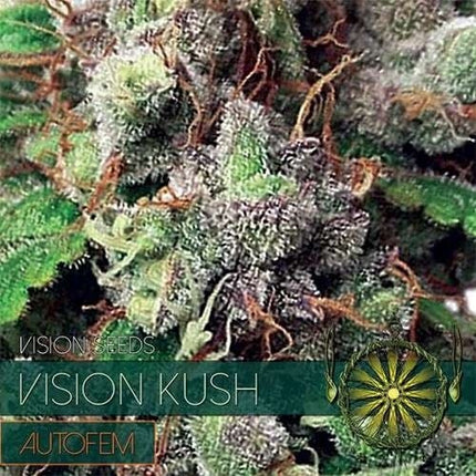 Vision Seeds Vision Kush – AutoFem (Vision Seeds)