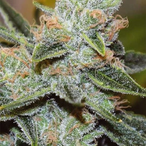 Vision Seeds Wedding Cake x Triple OG