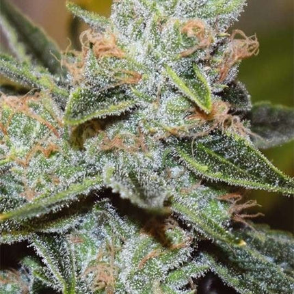 Vision Seeds Wedding Cake x Triple OG